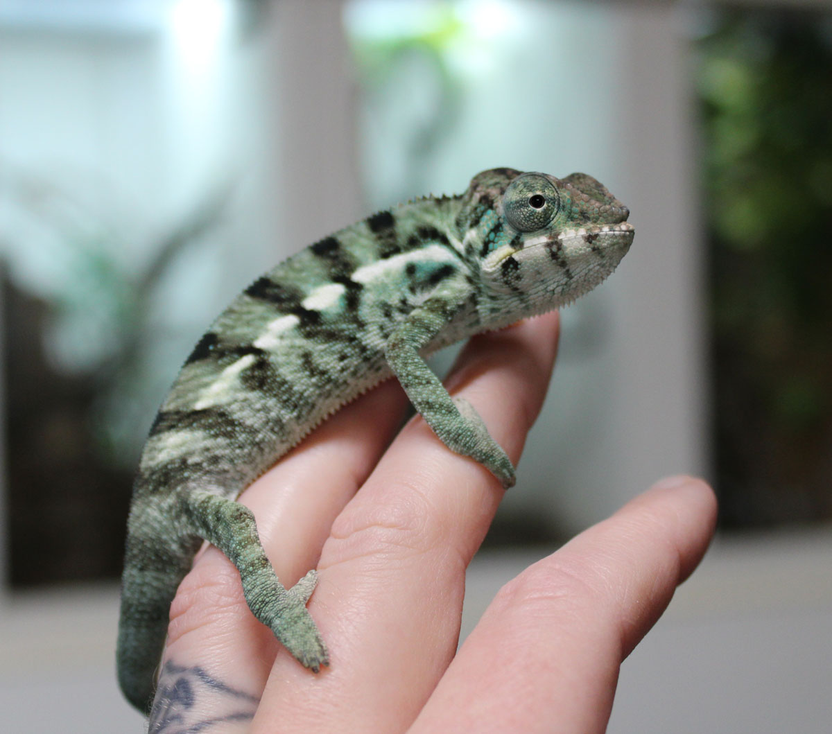 Male Nosy be Panther Chameleon For Sale