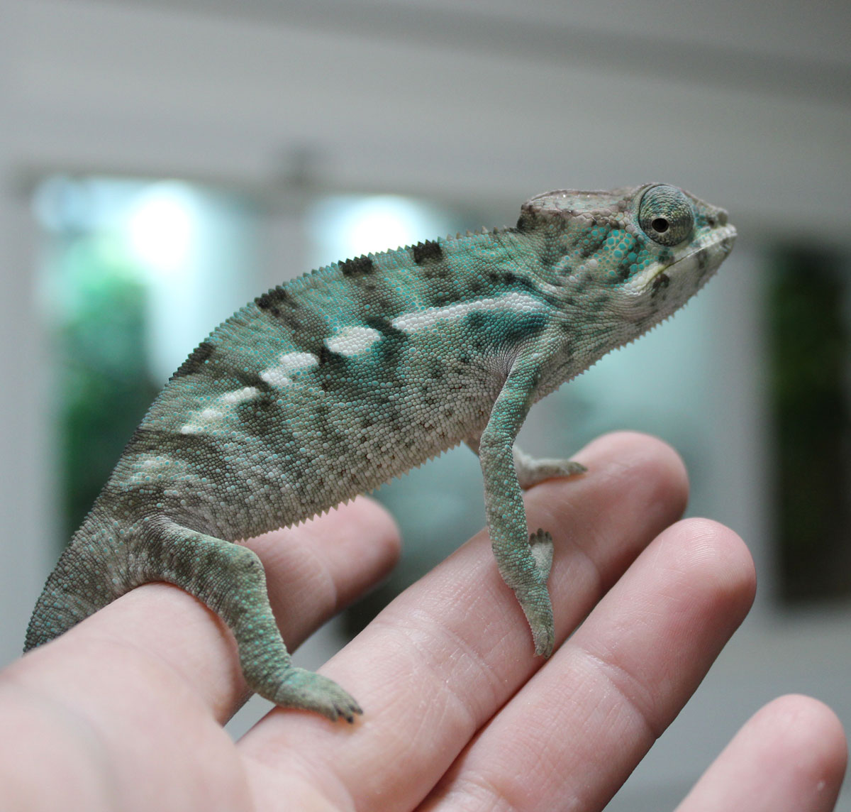 Male Nosy Be Panther Chameleon For Sale