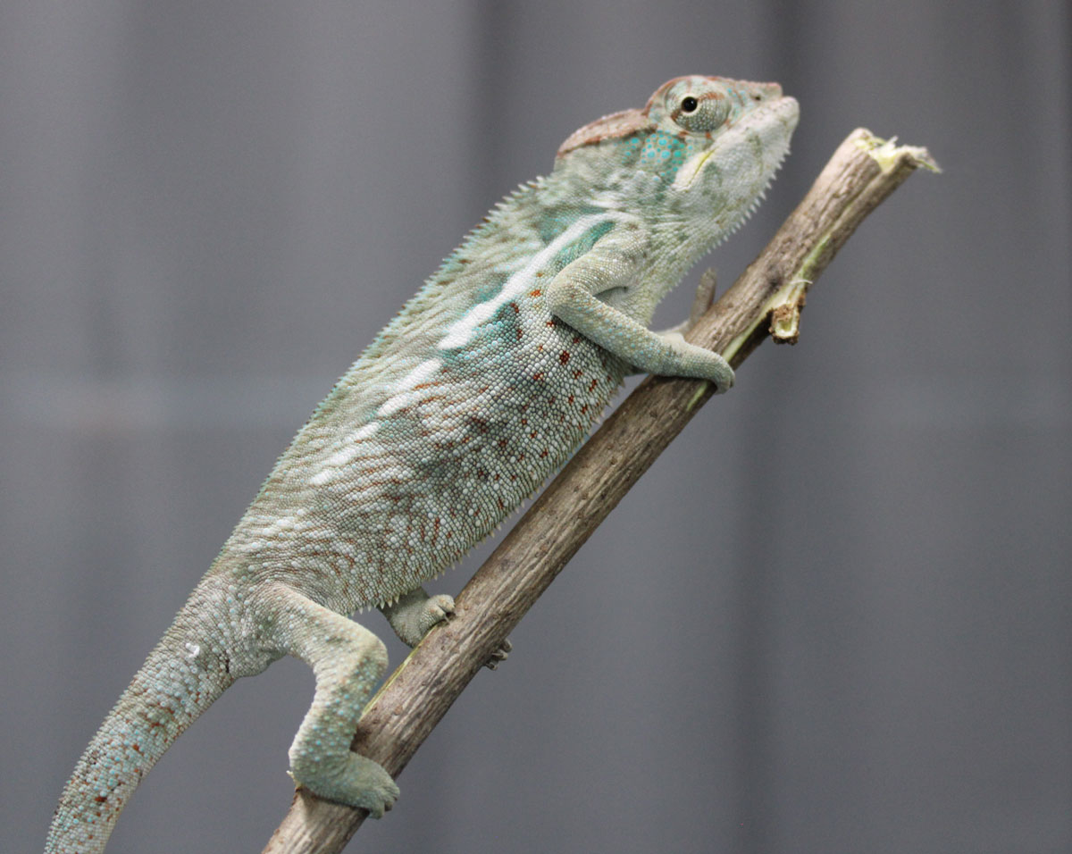 Male Nosy Be Panther Chameleon for sale
