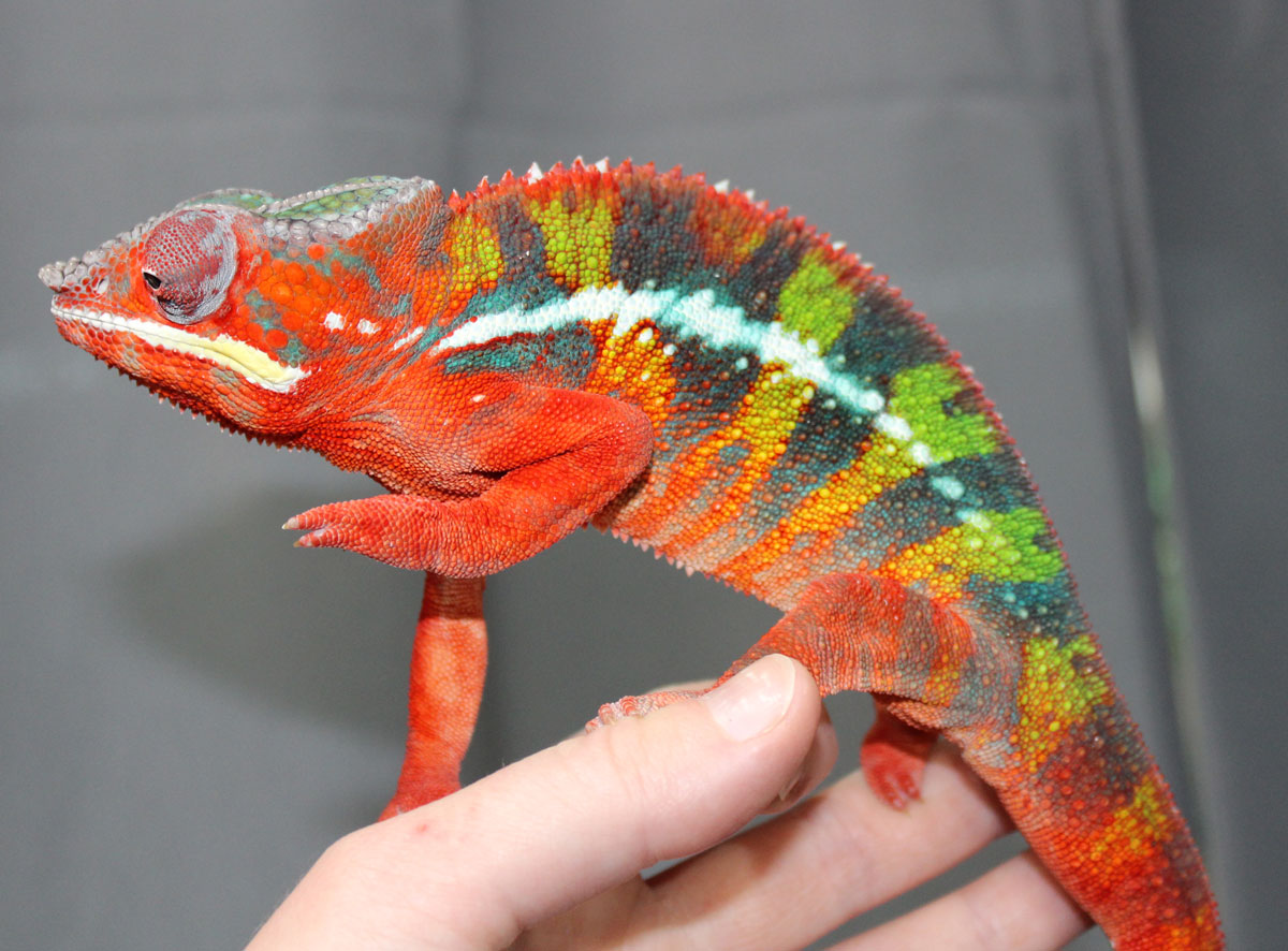Male Ambilobe Panther Chameleon For Sale