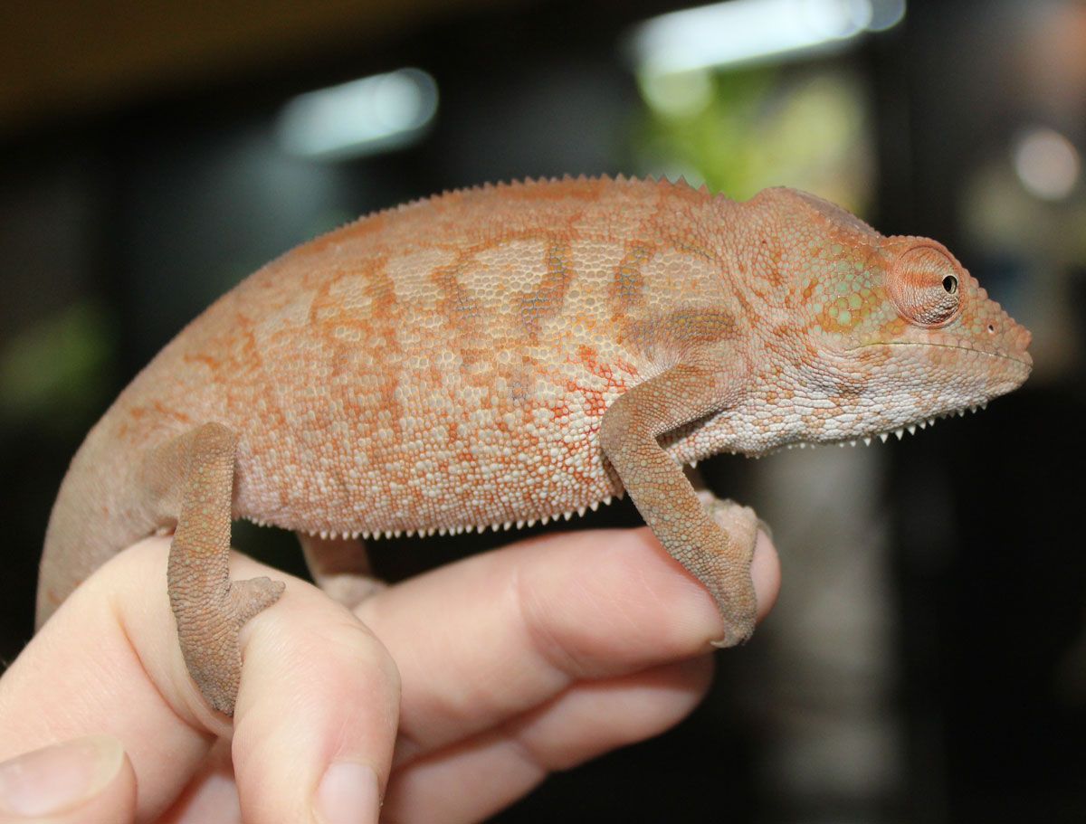 Female Ambanja Panther Chameleon for sale