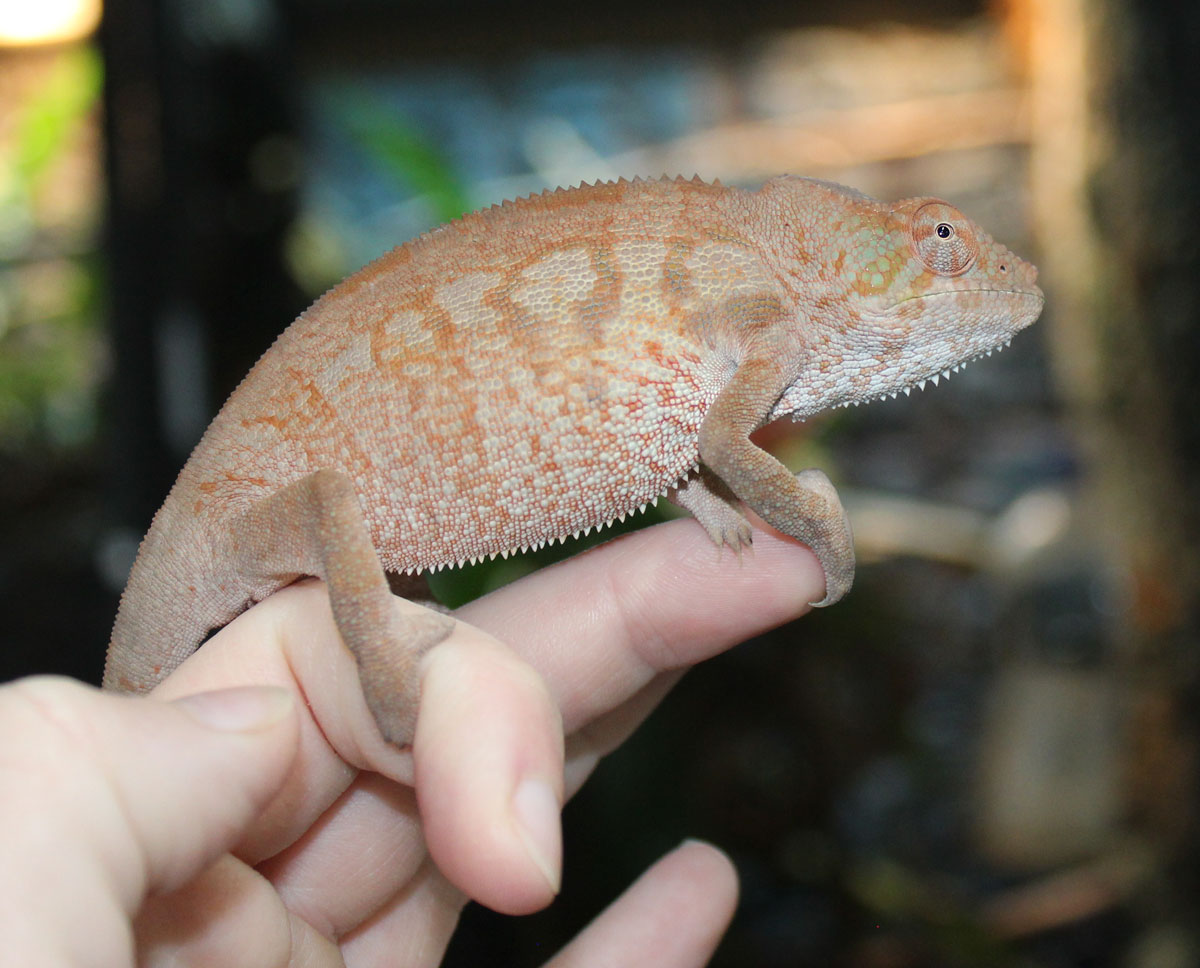 Female Ambanja Panther Chameleon for Sale