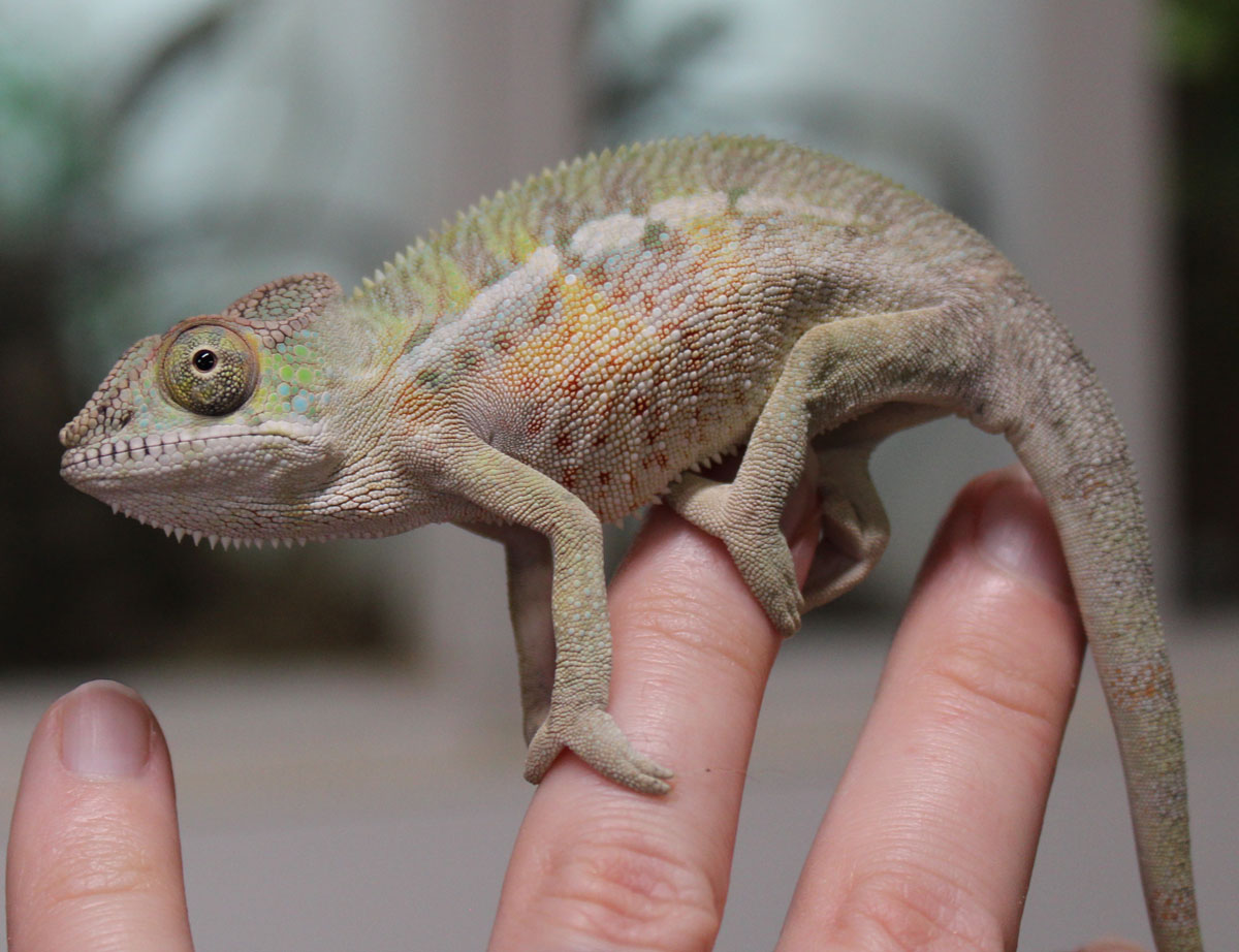 Male Ambilobe Panther chameleon for sale