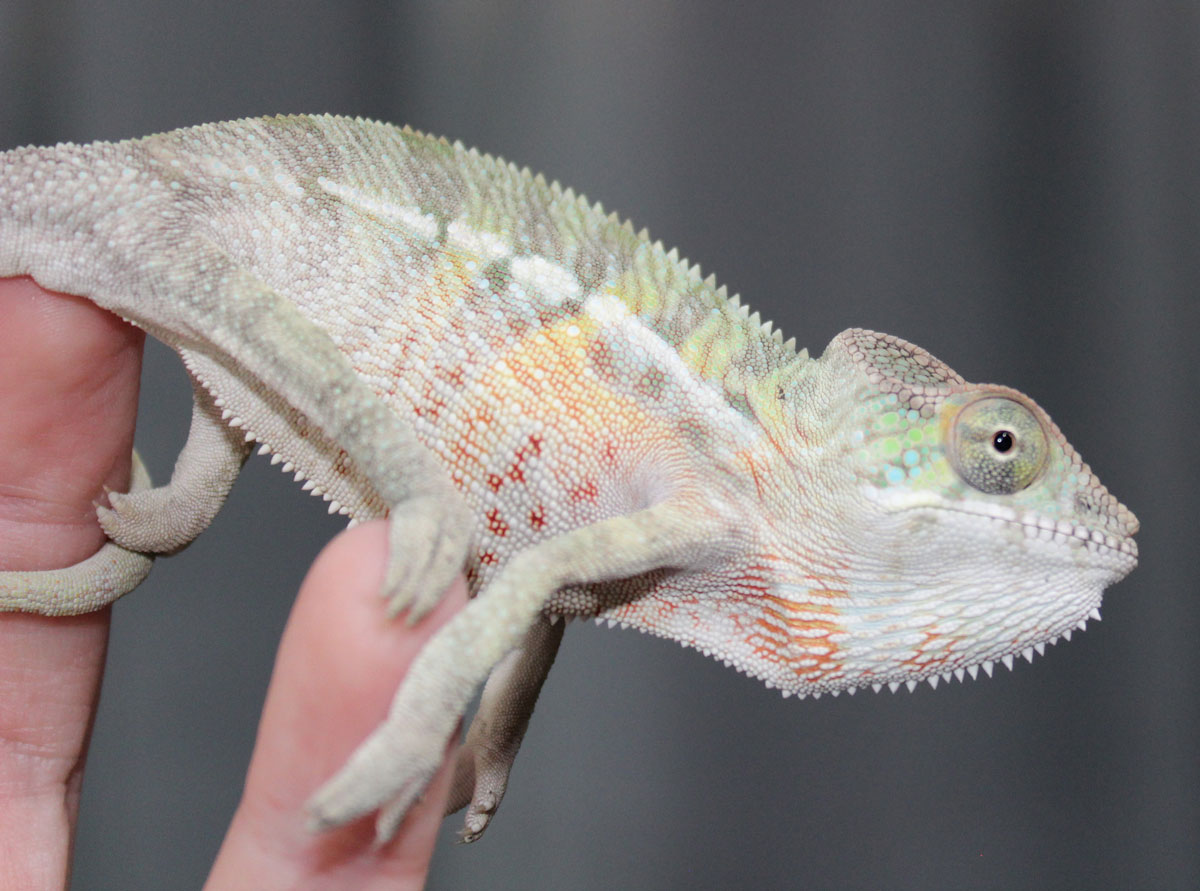 Male Ambilobe Panther chameleon For Sale