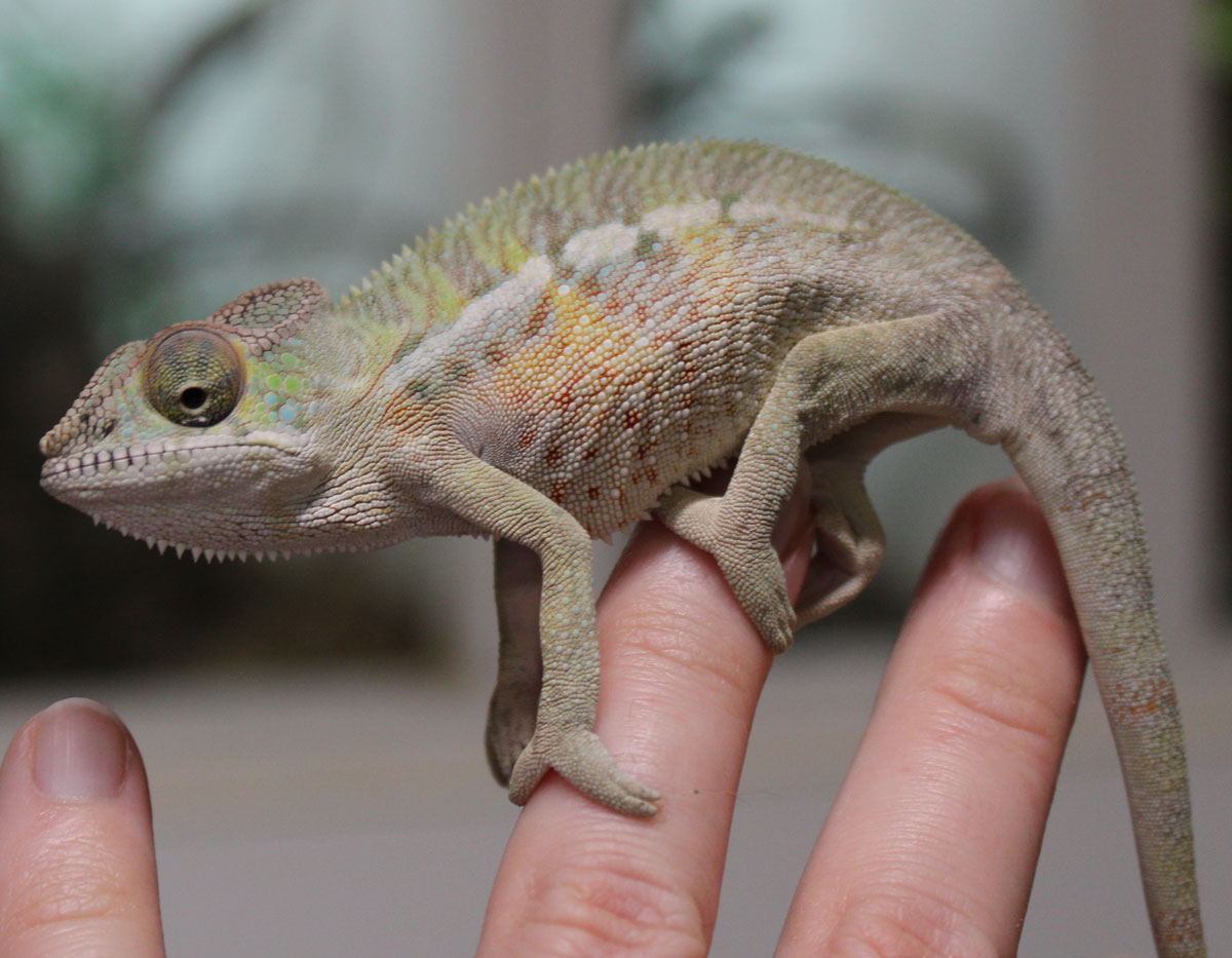 Male Ambilone Panther chameleon for sale