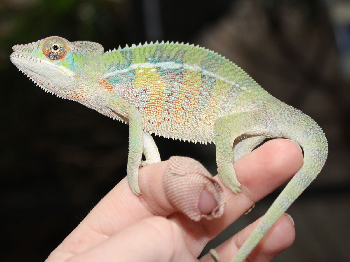 Male Ambilobe Panther Chameleon For Sale