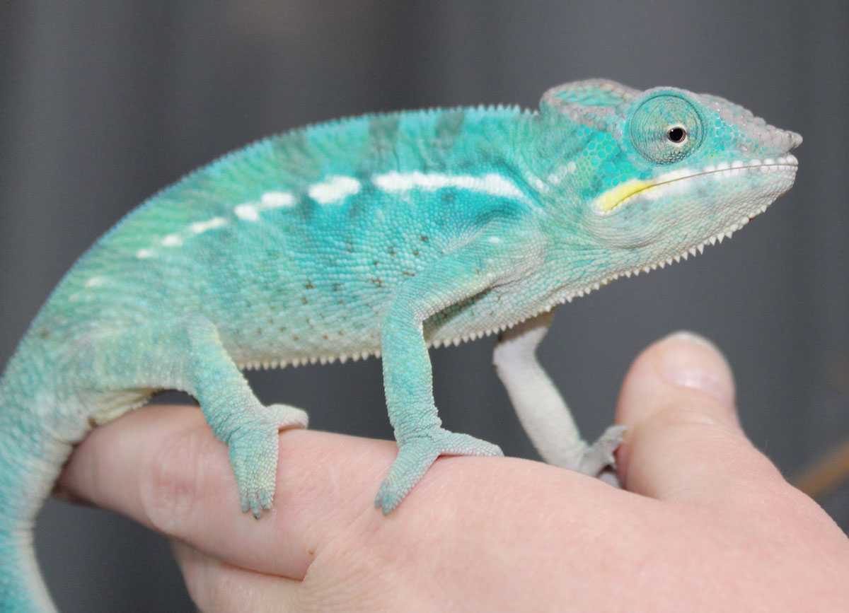 Male Nosy Be Panther Chameleon for sale