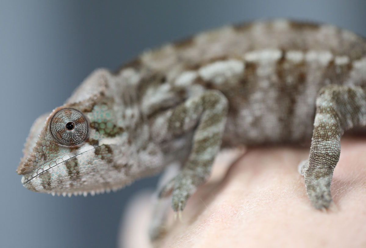 Female Ambanja Panther Chameleon For Sale
