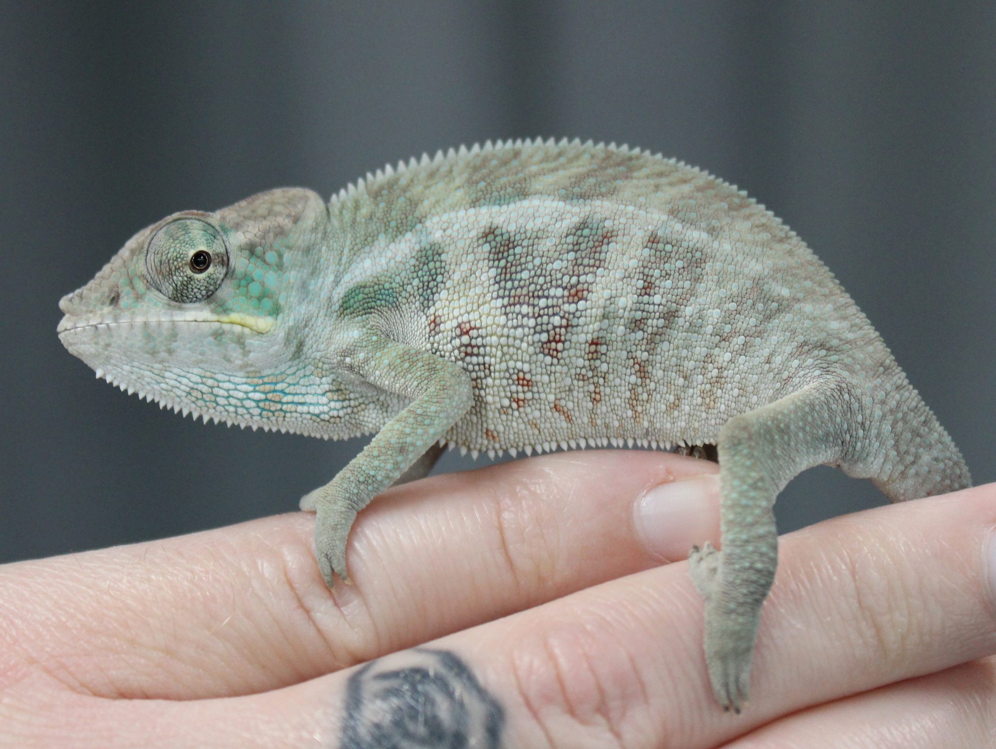 Male Ambanja Panther Chameleon For Sale