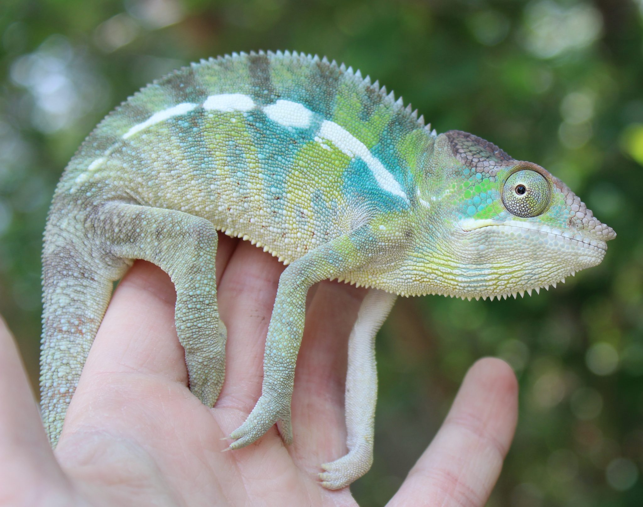 Male Ambilobe Panther Chameleon For Sale
