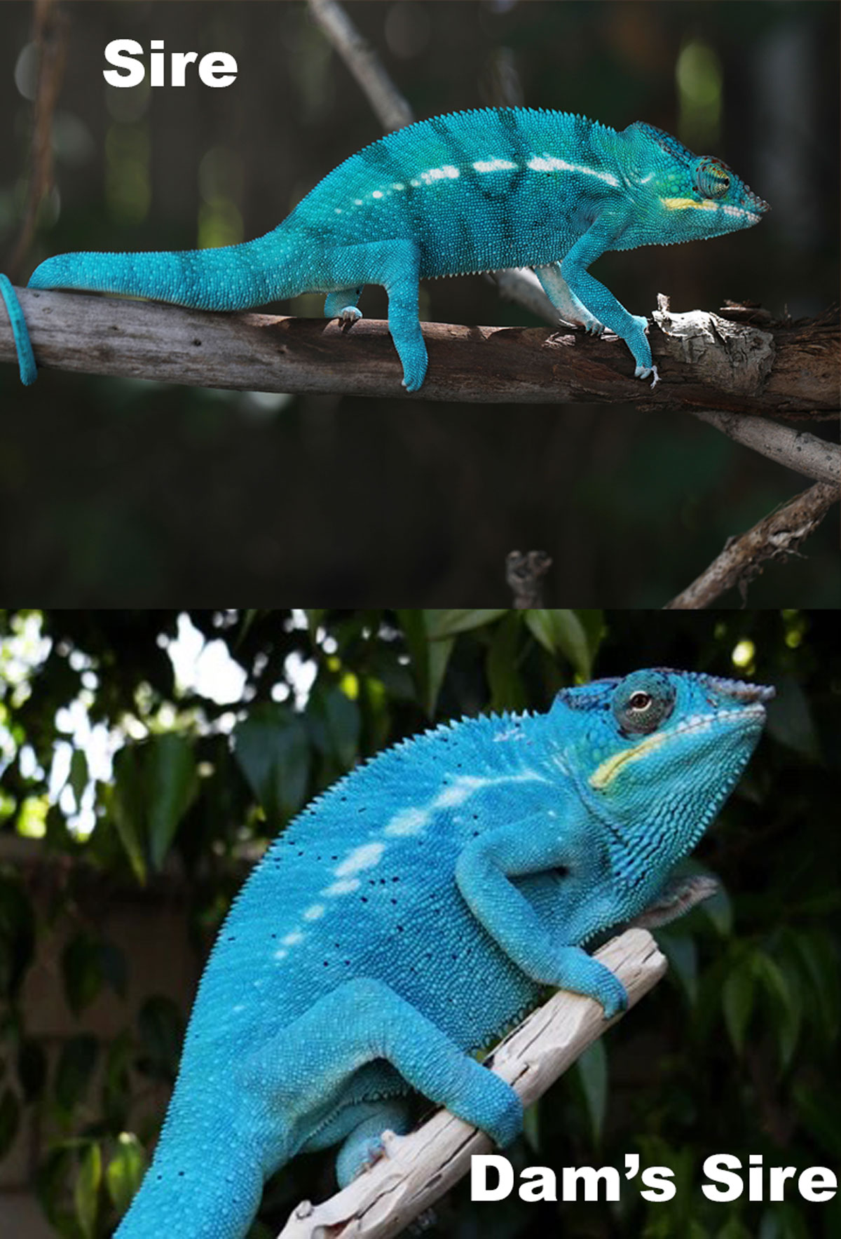 Nosy Be Panther Chameleon For Sale