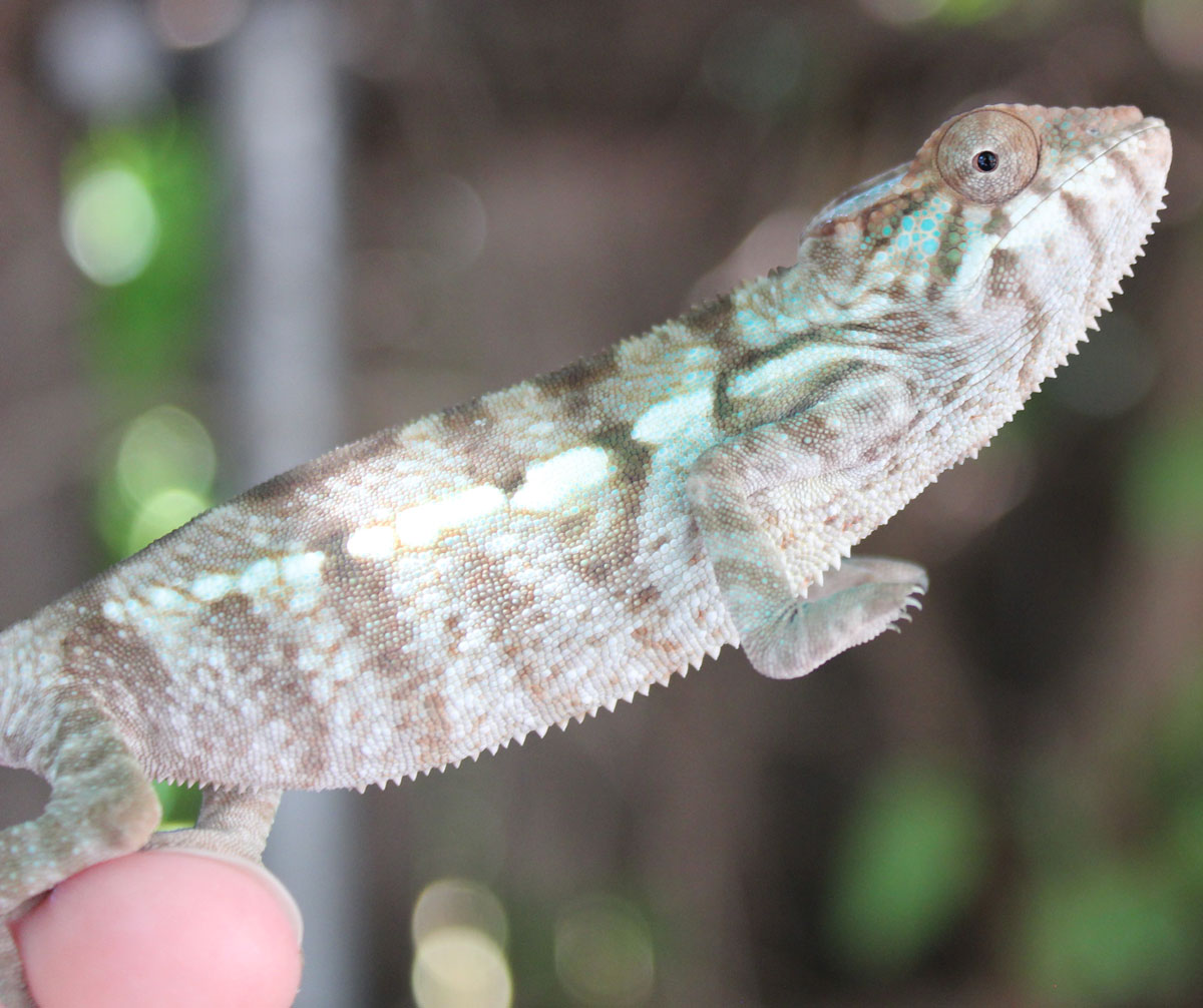 Female Nosy Be Panther chameleon for sale