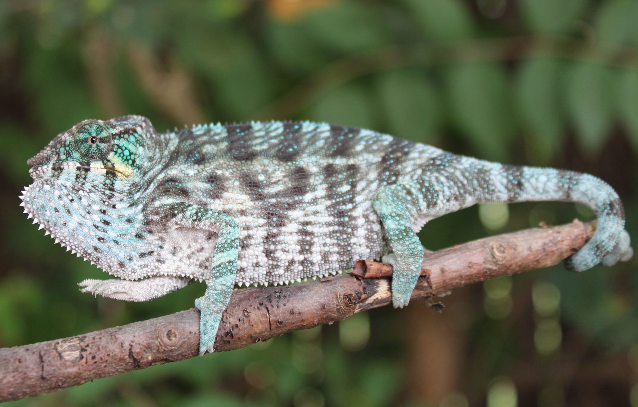 Ambanja Panther Chameleon For Sale