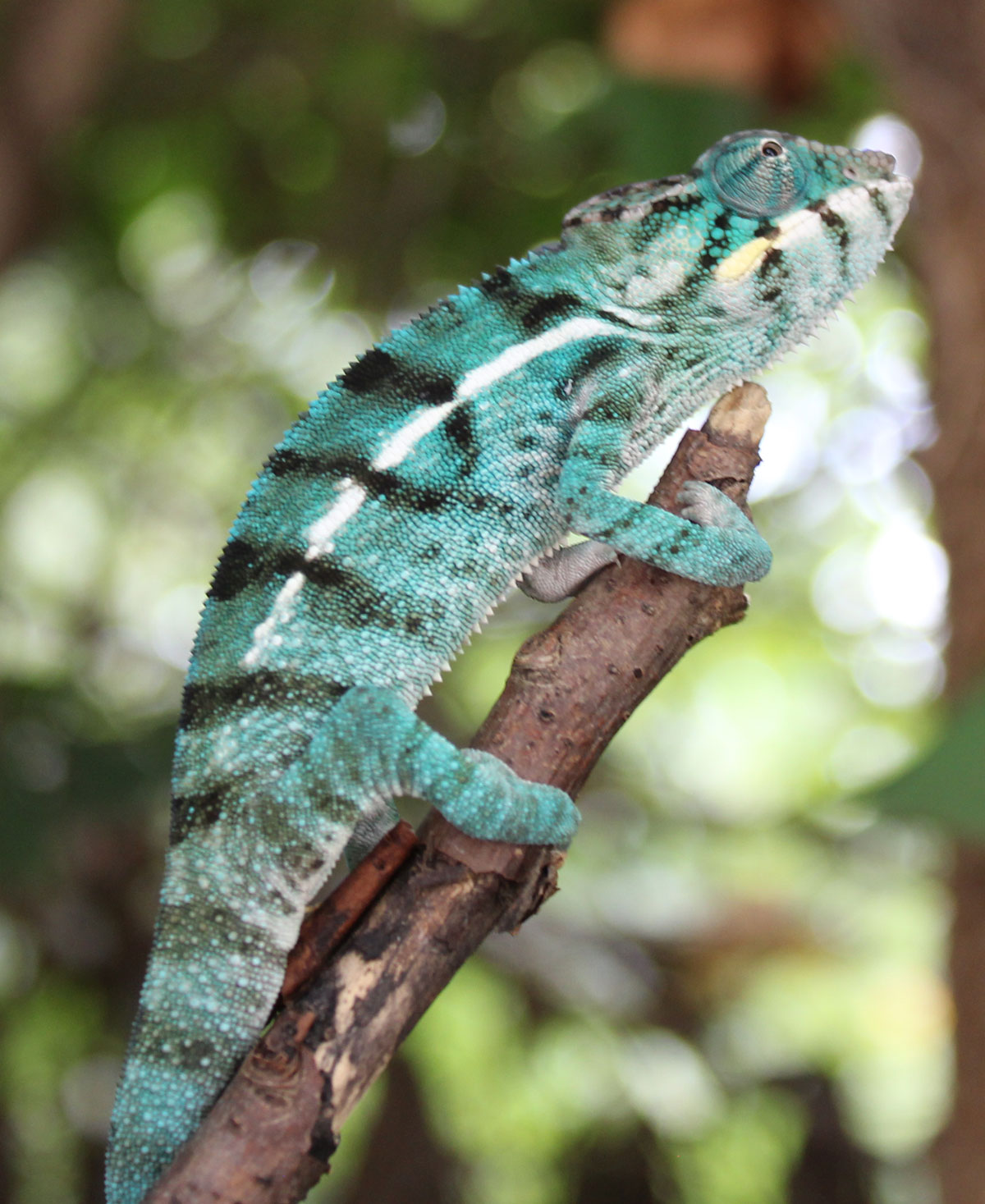 True Blue Nosy Be Panther Chameleon For Sale