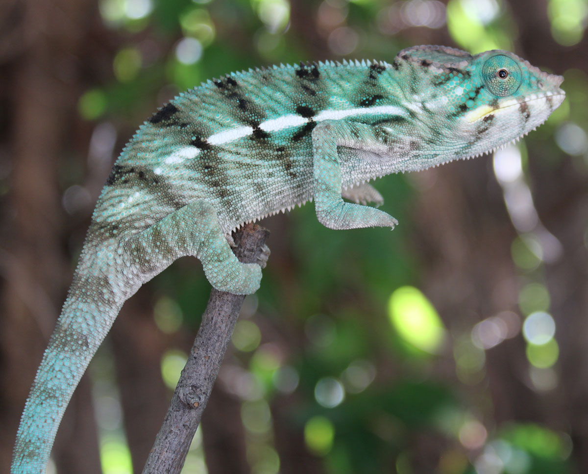 True Blue Nosy Be Panther Chameleon For Sale