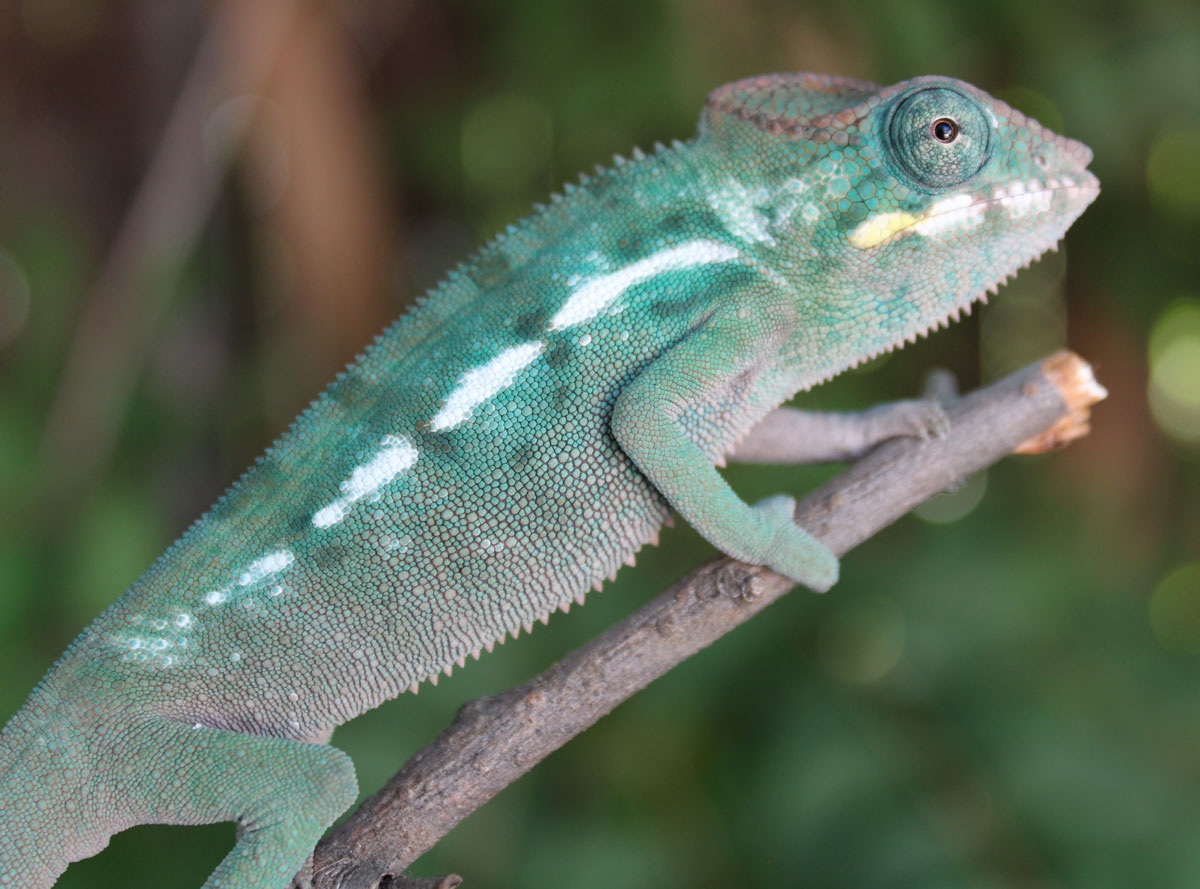 Male True Blue Nosy Be Panther Chameleon For Sale