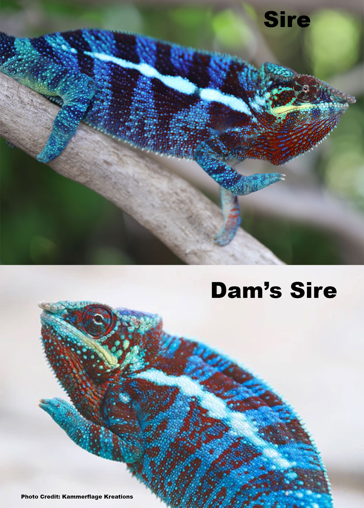 Ambanja Panther Chameleon for Sale