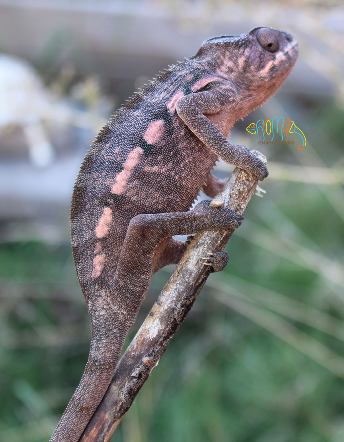 Female Ambilobe Panther Chameleon for sale