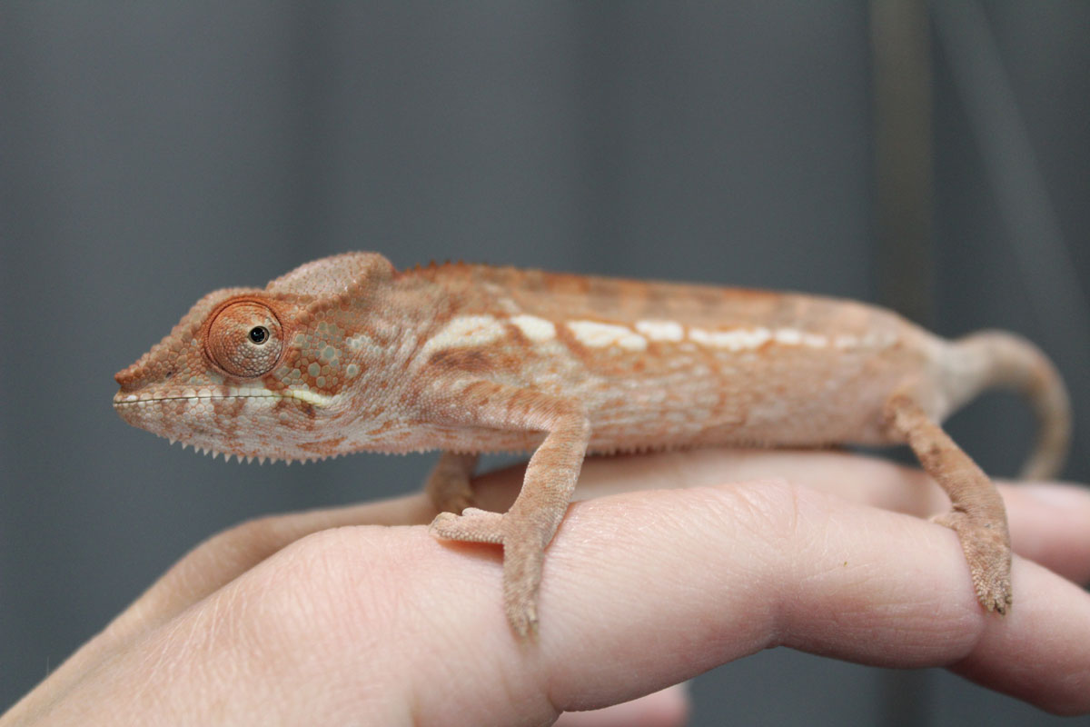 Female Ambanja Panther Chameleon For Sale