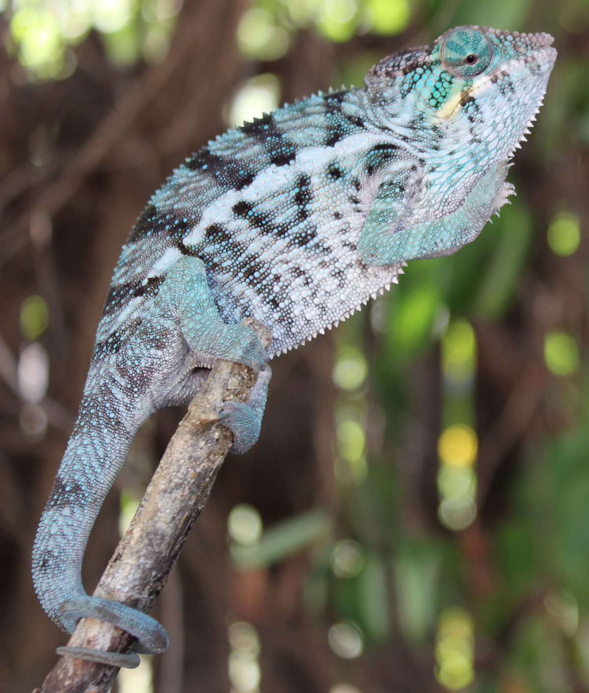 Male Ambanja Panther Chameleon For Sale