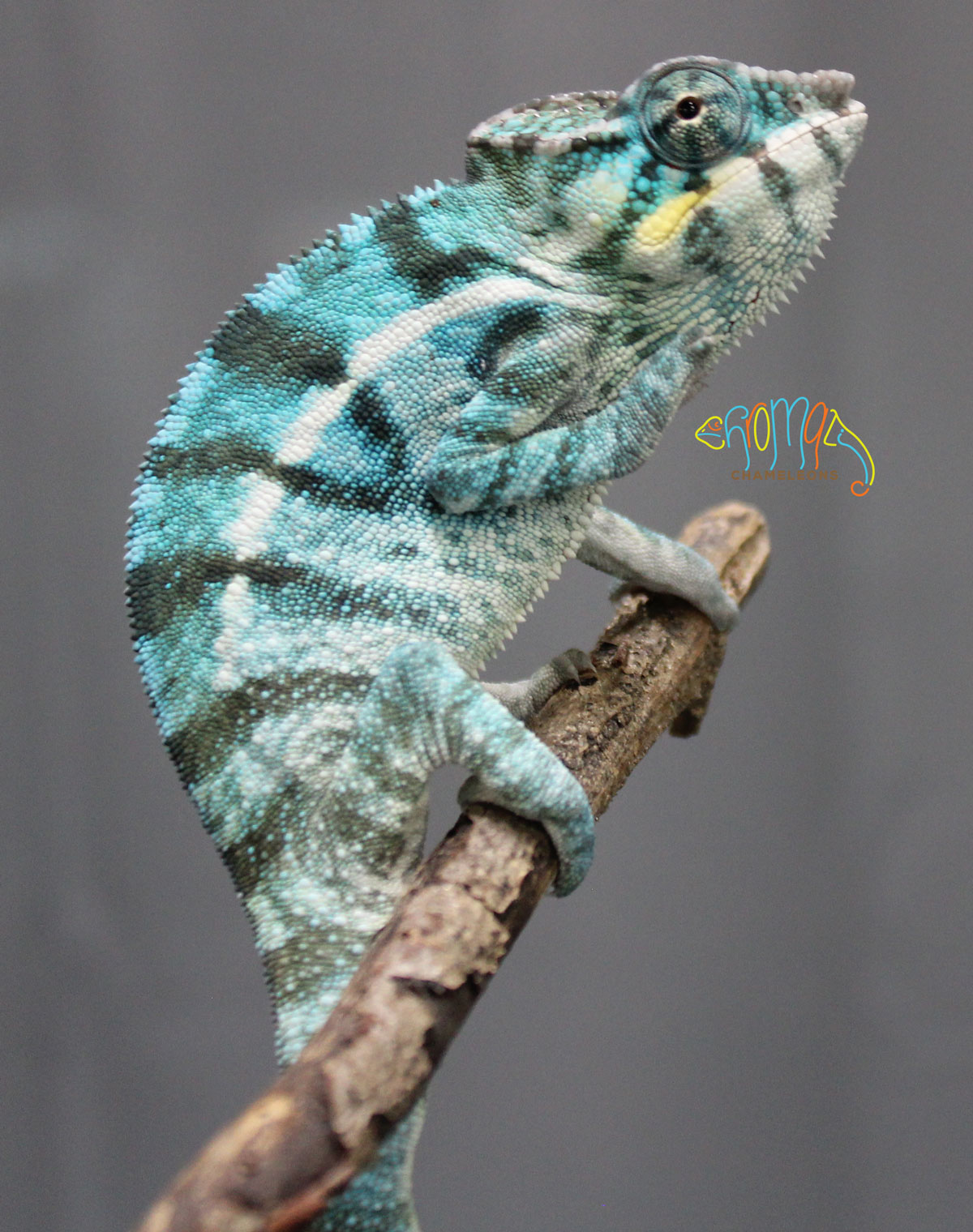 Male Nosy Be panther chameleon for sale