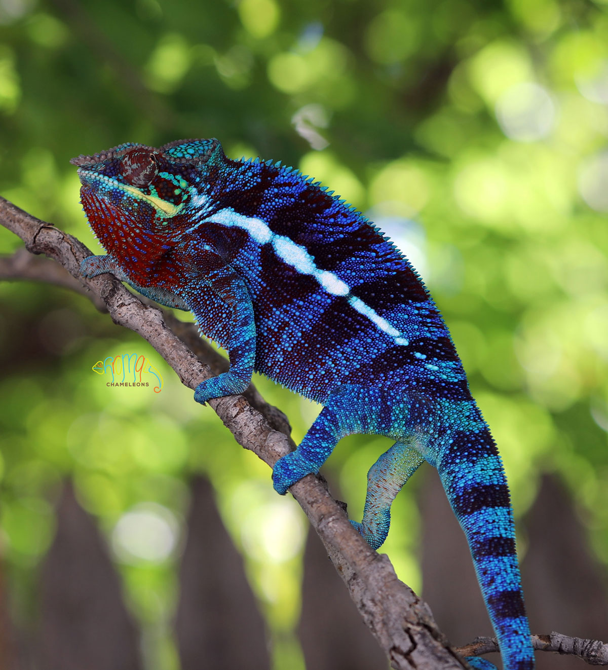 Blurple Ambanja Panther Chameleon