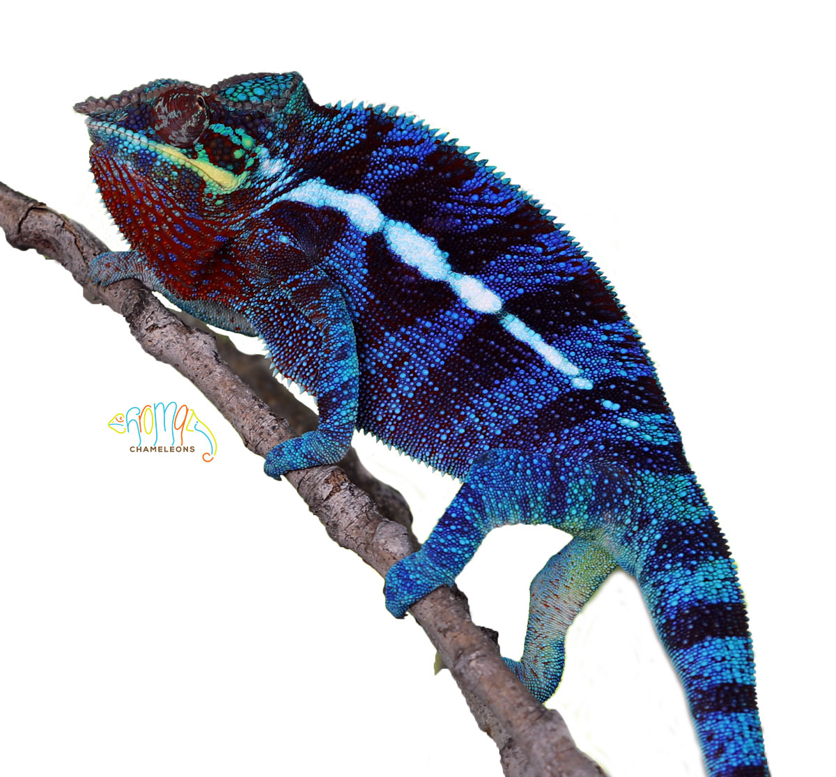 Blurple Ambanja Panther Chameleon for Sale
