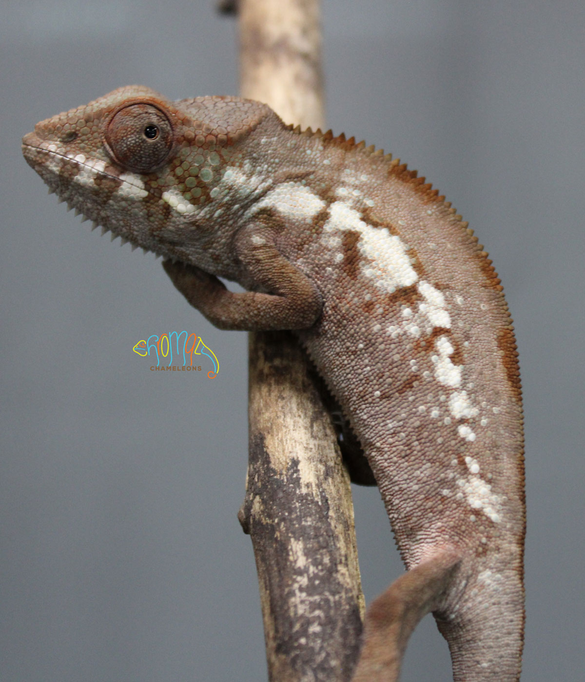 Female Ambanja Panther Chameleon For Sale