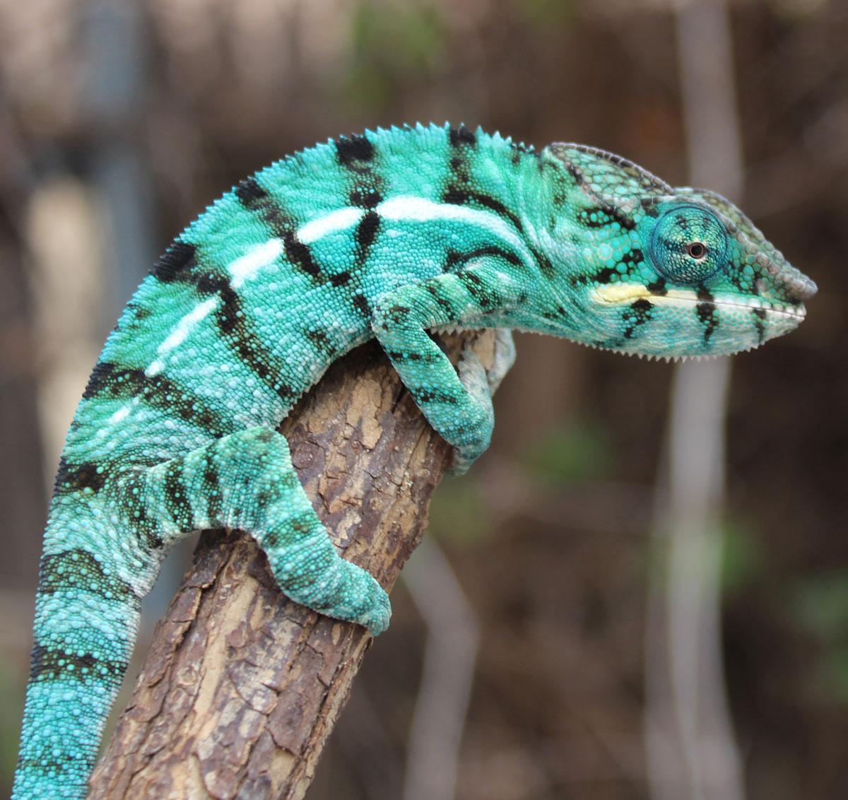 Male True Blue Nosy Be For Sale