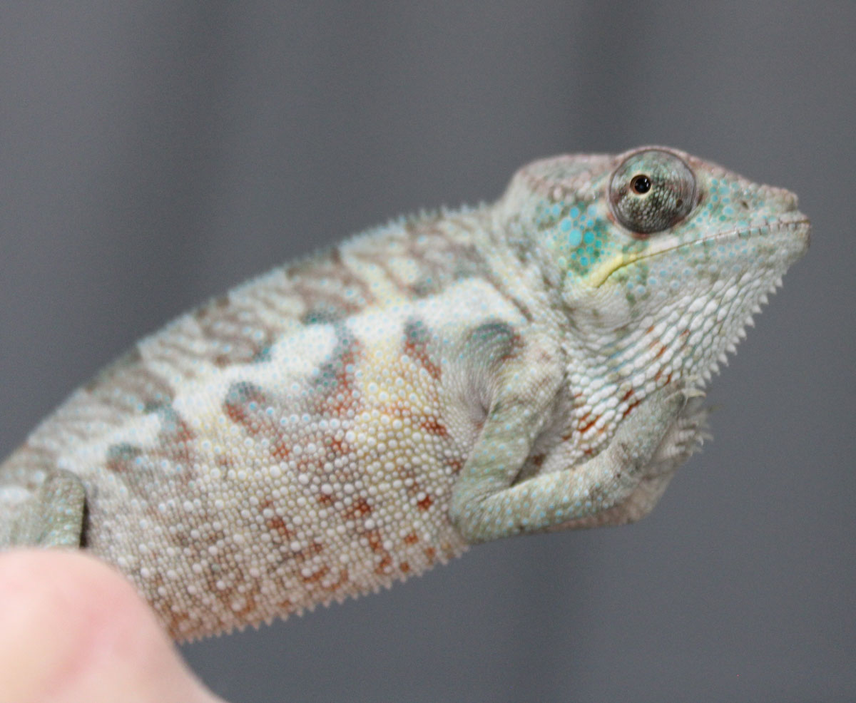 Panther Chameleons For Sale - Chromatic Chameleons