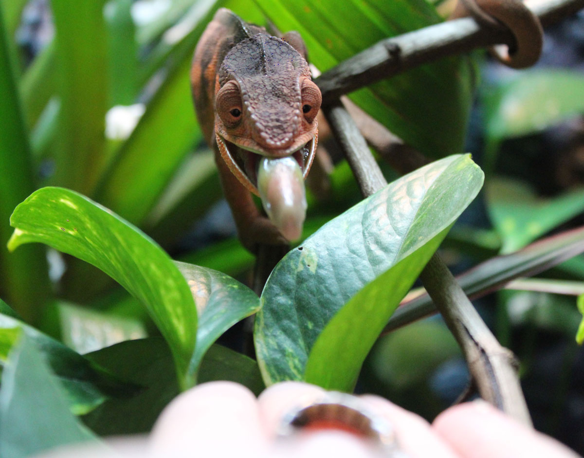 Feeding Panther Chameleons