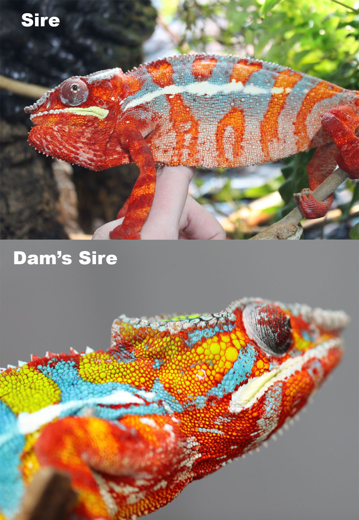 Ambilobe Panther Chameleons For Sale