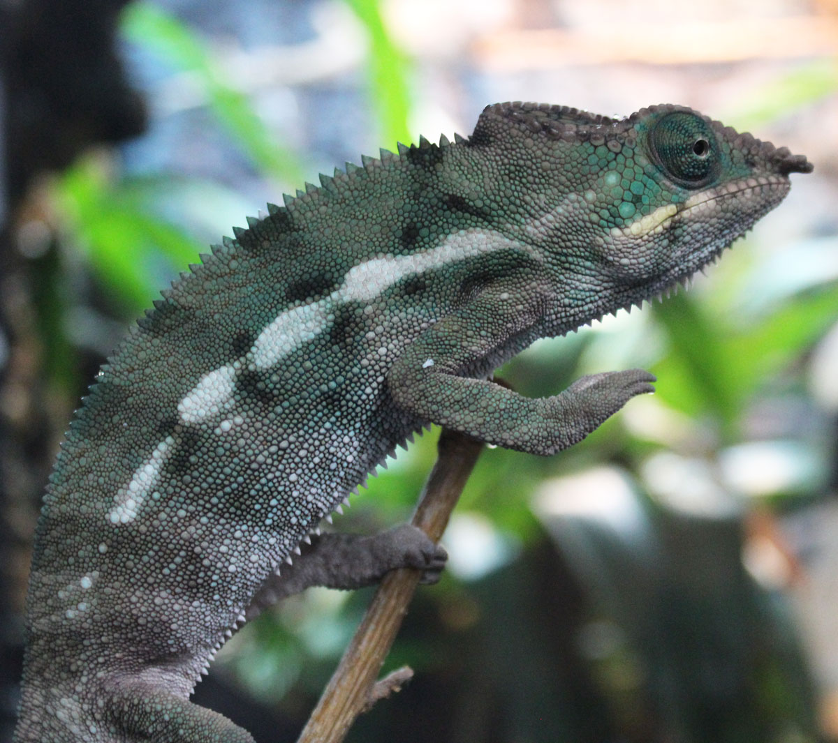 Male Ambanja Panther Chameleon For Sale