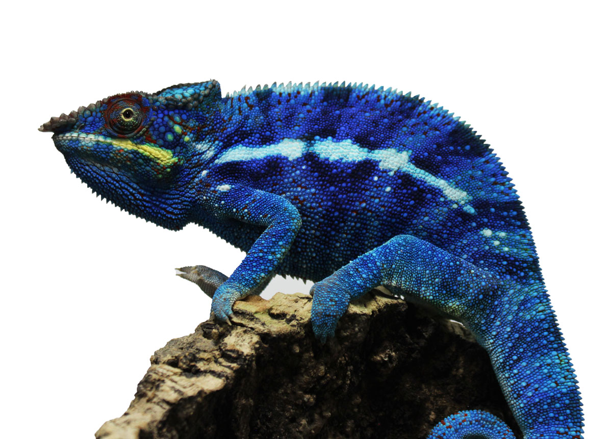 Blurple Ambanja Panther Chameleon