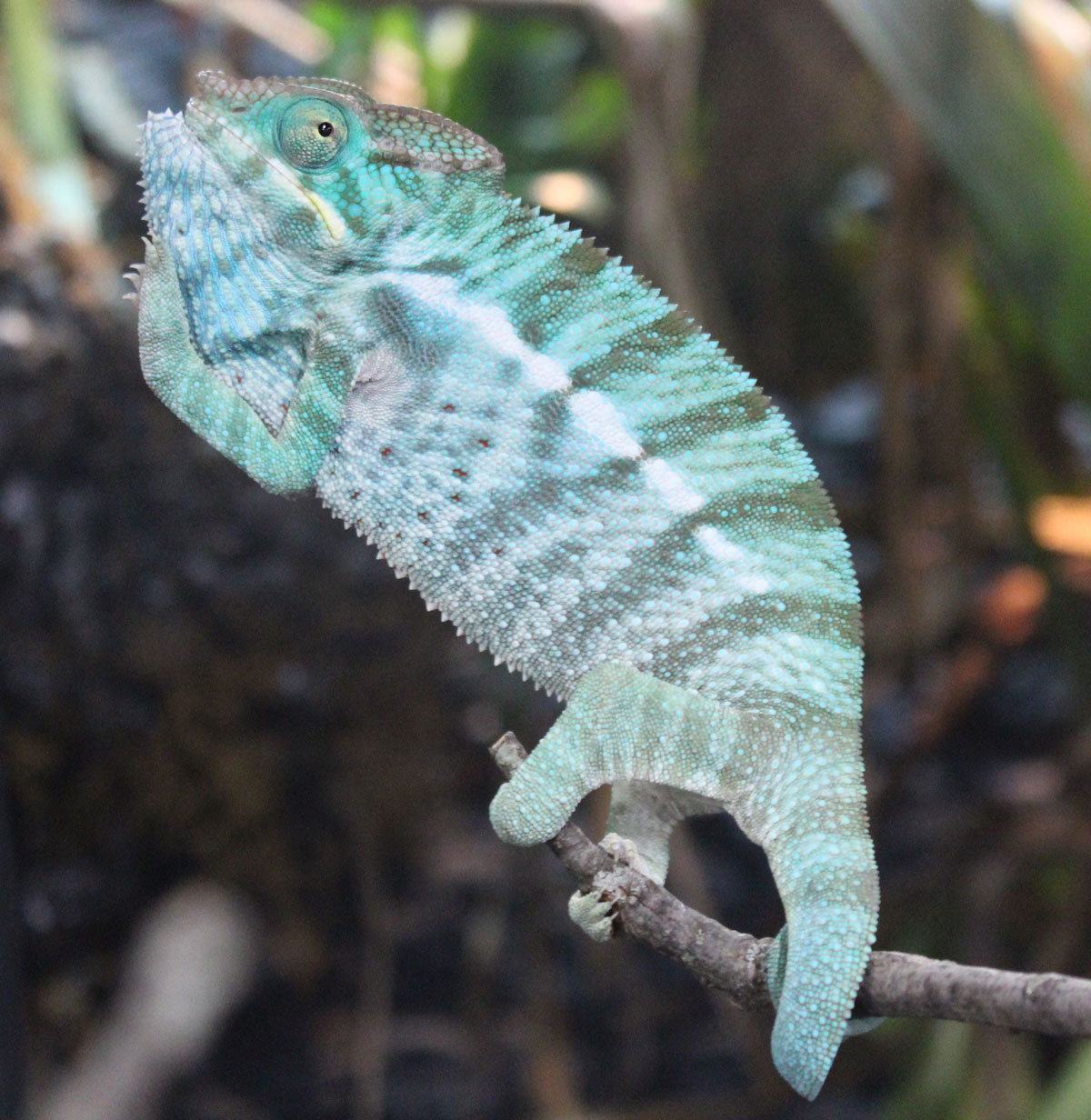 Male Nosy Be Panther Chameleon For Sale