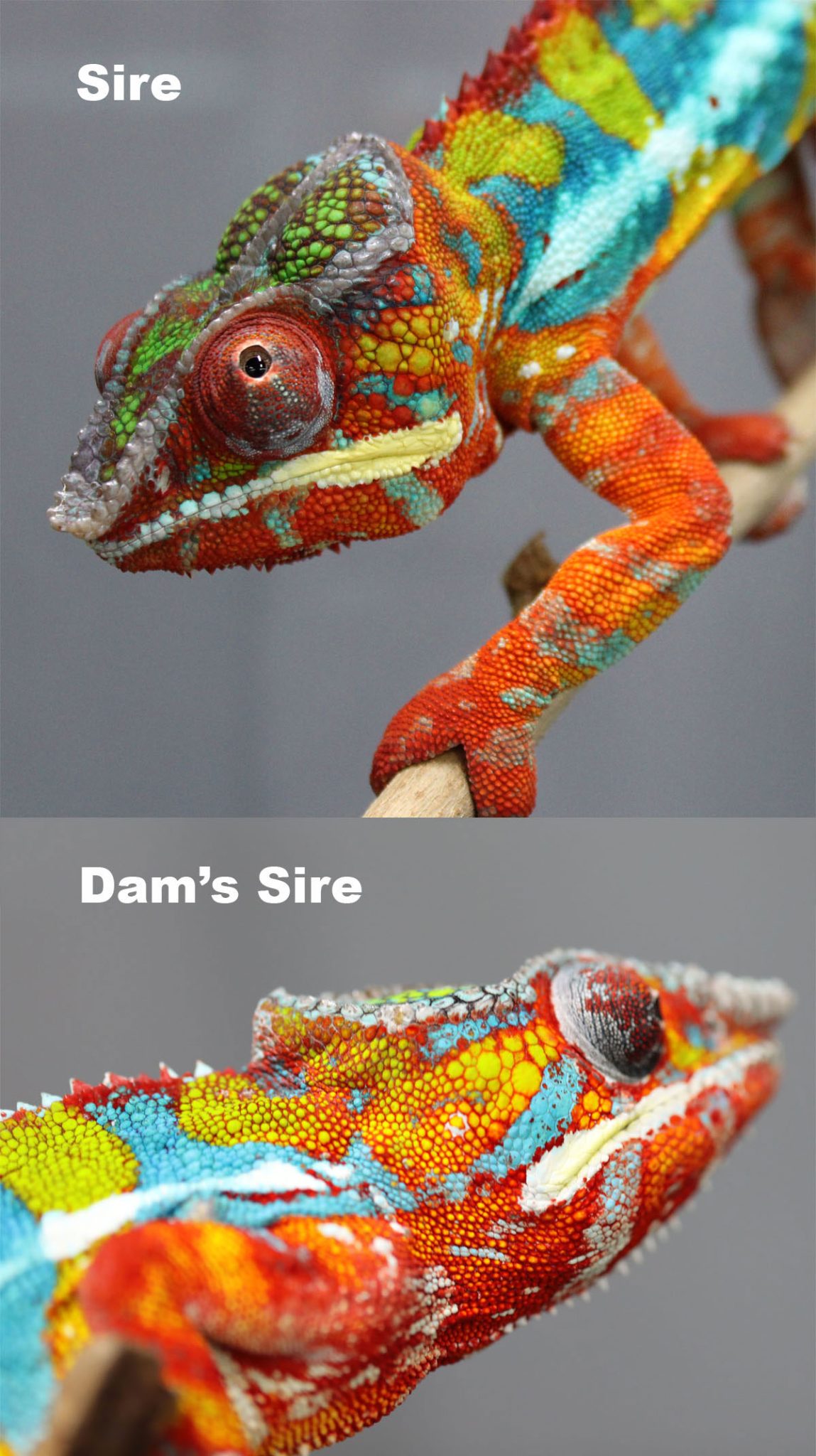 Male Ambilobe Panther Chameleon For Sale