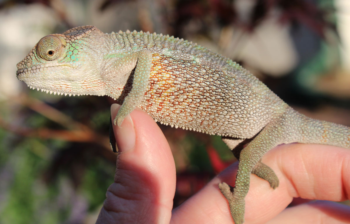 Male Ambilobe Panther chameleon for sale