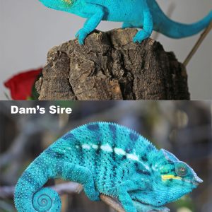 Nosy Be Panther Chameleon For Sale
