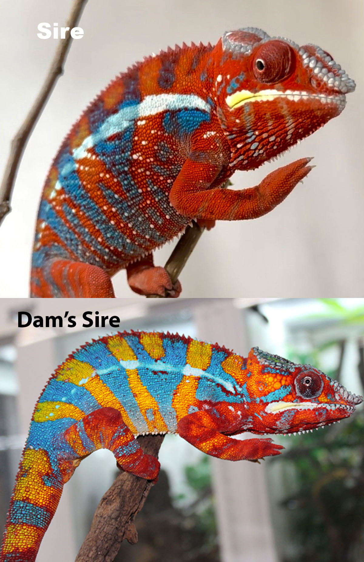 CyanidexBlanchClutchPhoto Rainbow Ambilobe Panther Chameleon For Sale