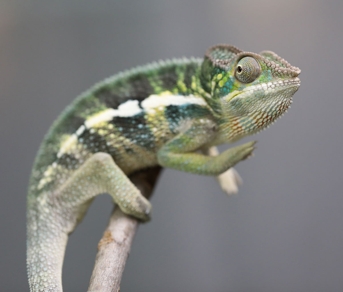 Male Ambilobe Panther chameleon for sale