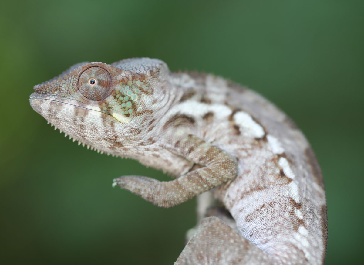 Female Blurple Bloodline Ambanja Panther Chameleon for Sale