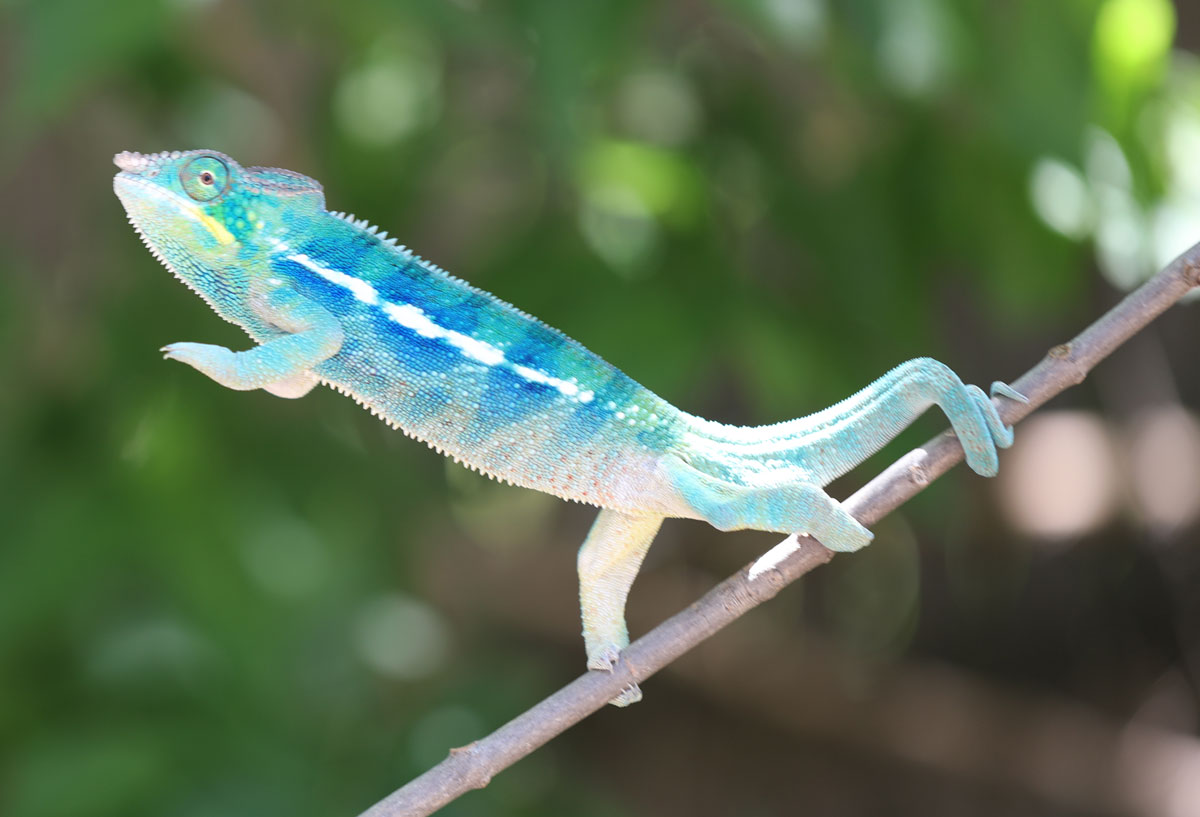Blurple Bloodline Male Ambanja Panther chameleon for sale