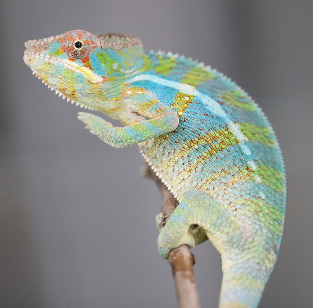 Male Ambilobe Panther Chameleon for Sale