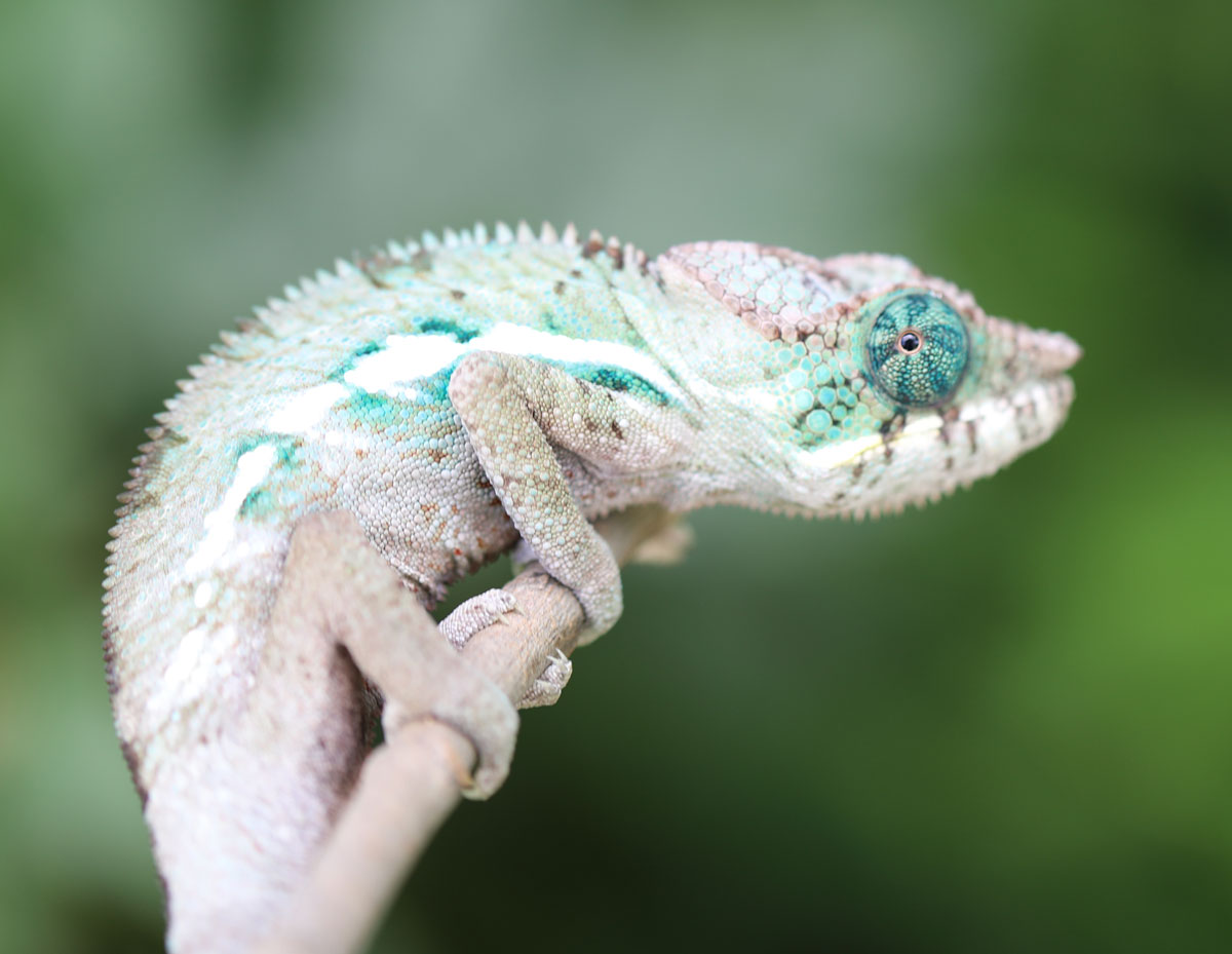 Male Ambanja Panther Chameleon for Sale