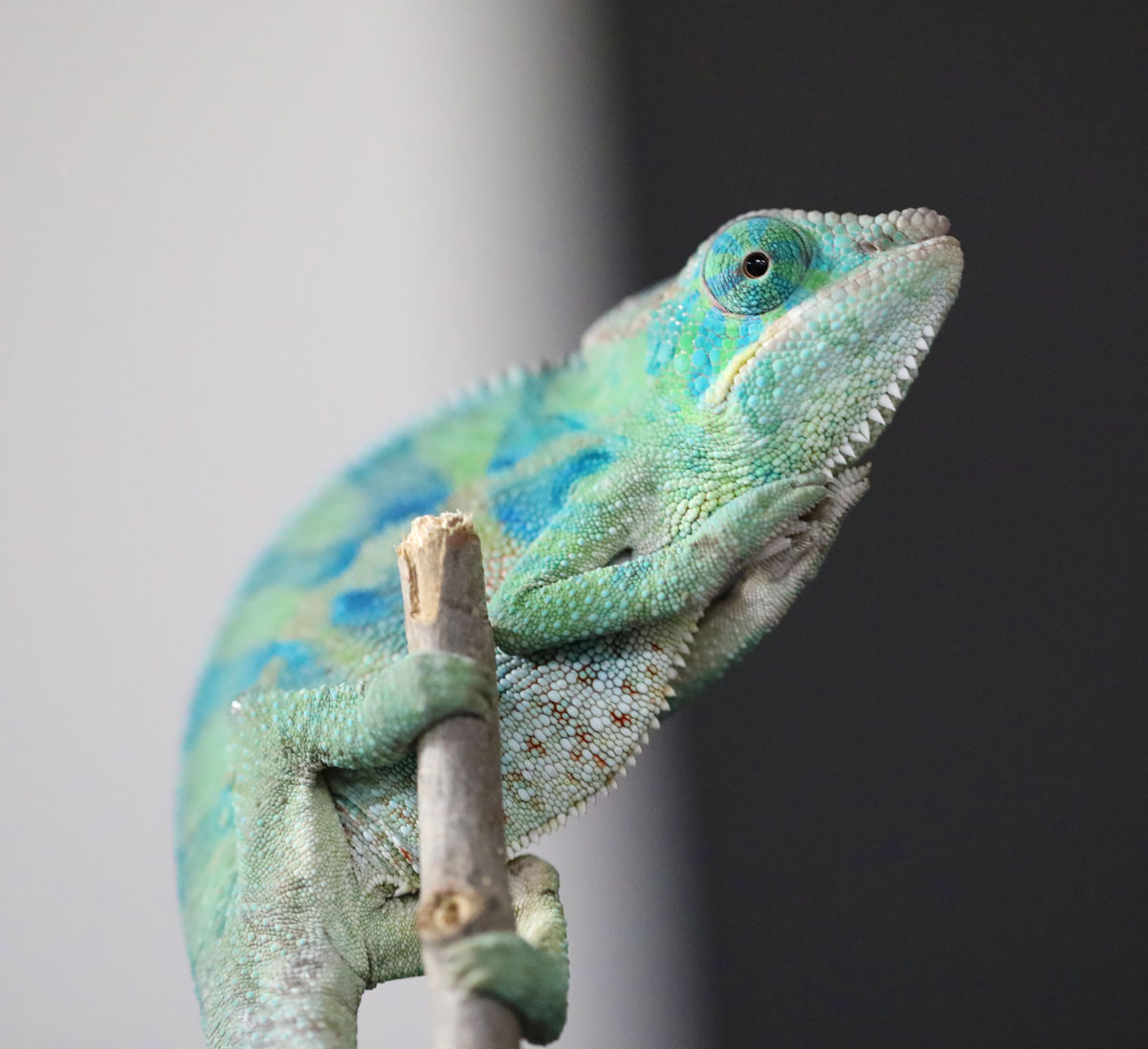 Male Ambanja Panther Chameleon for Sale