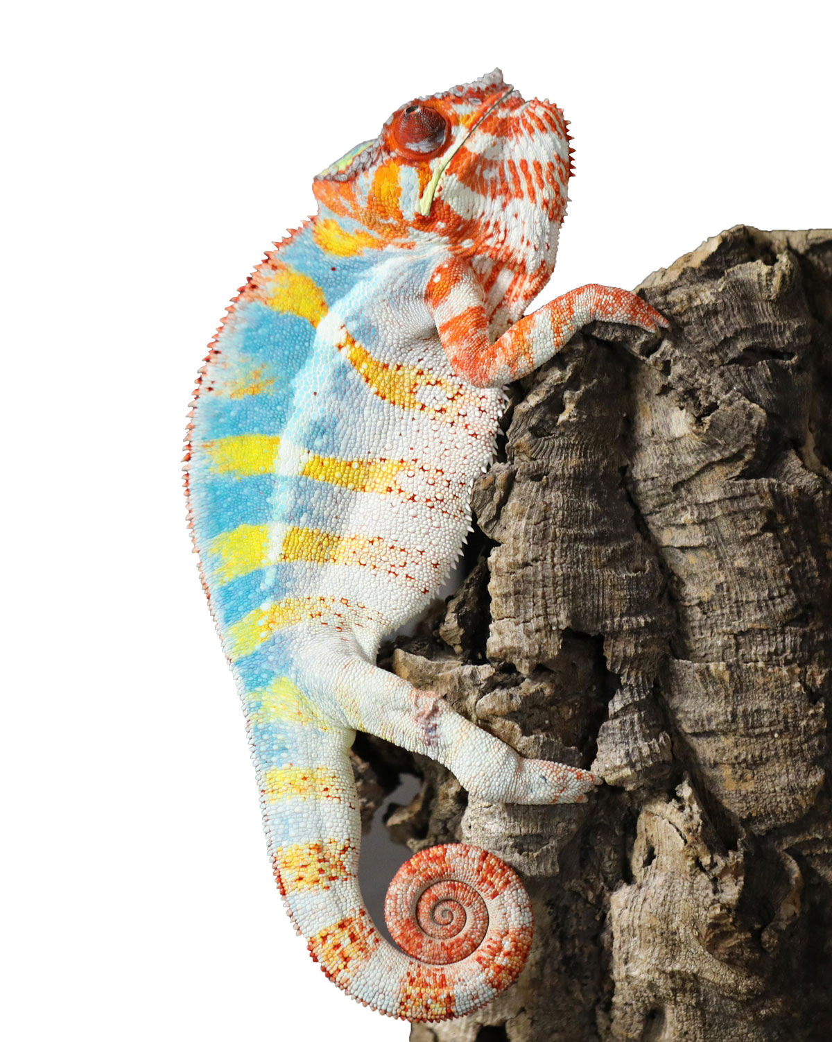 Ambilobe Panther Chameleon for Sale