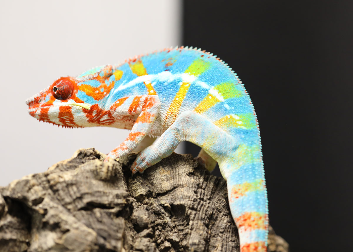 Ambilobe Panther Chameleon for Sale