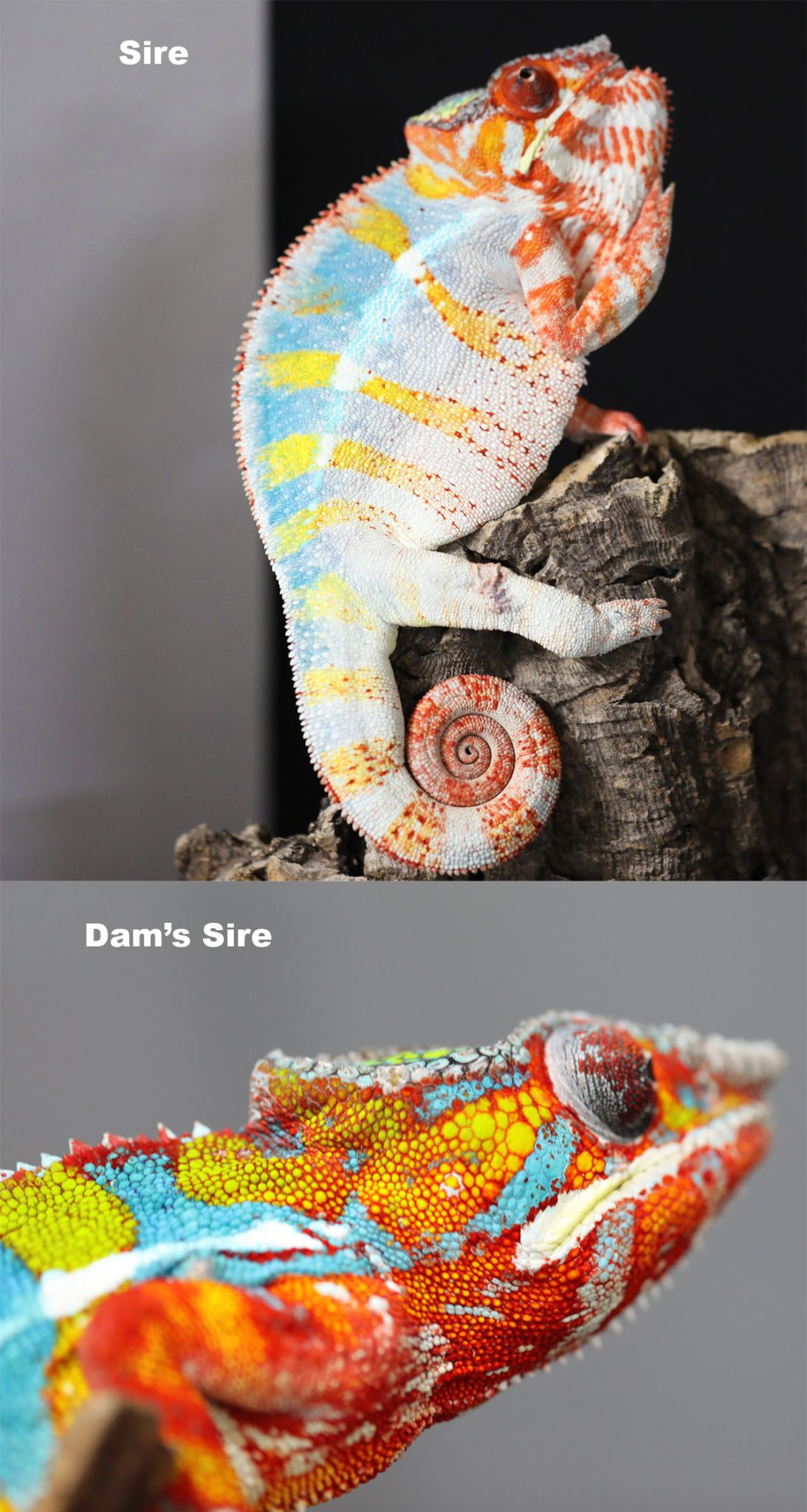 Ambilobe Panther Chameleon for Sale