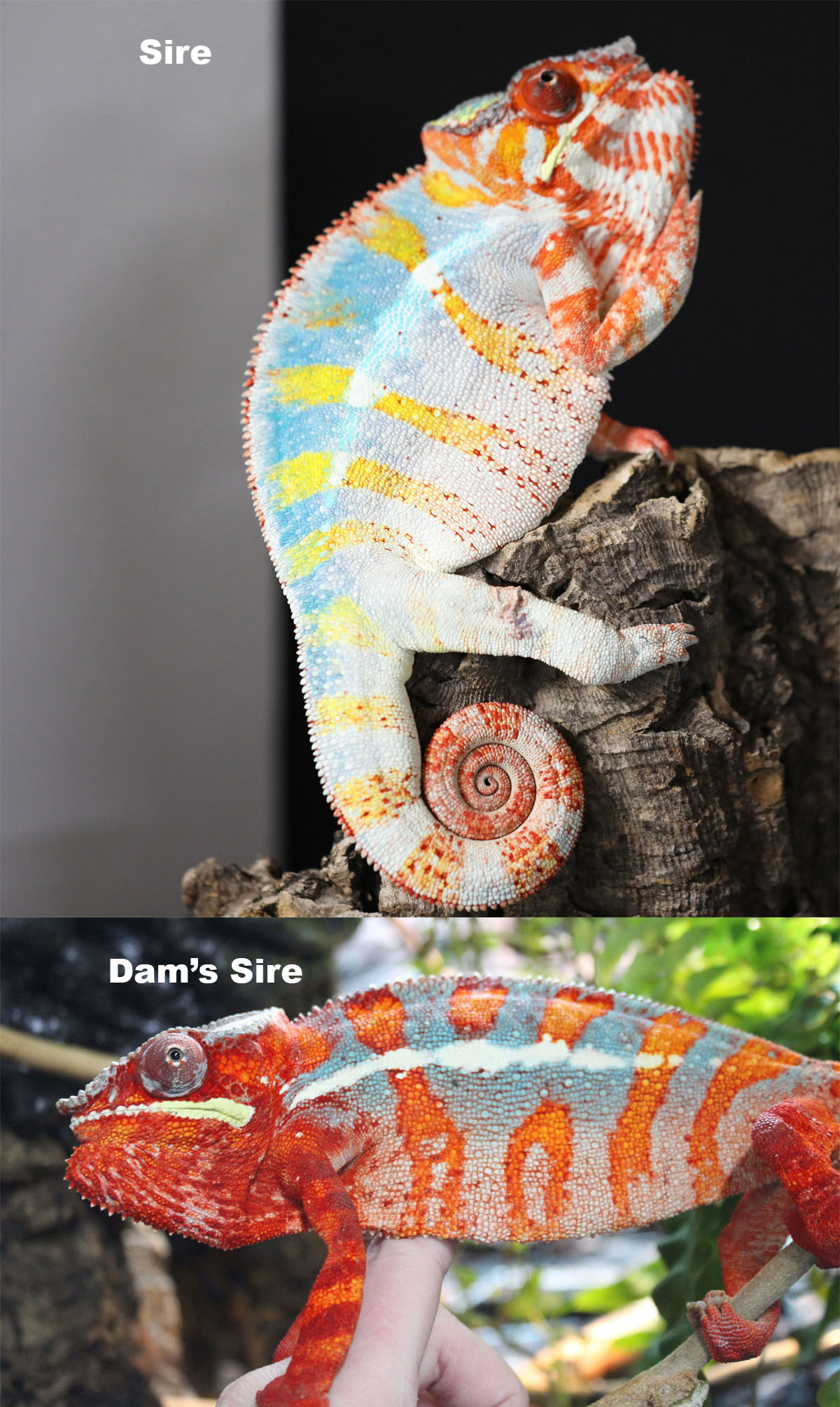 Ambilobe Panther Chameleons for Sale
