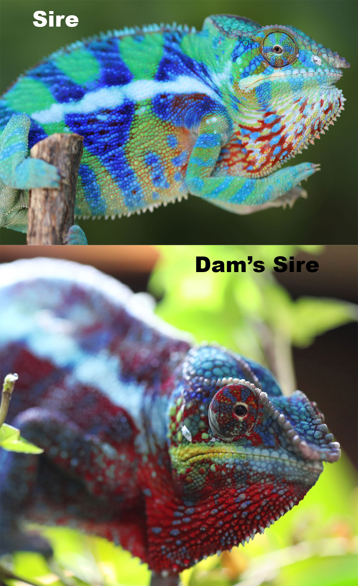 Ambanja Panther Chameleons for Sale